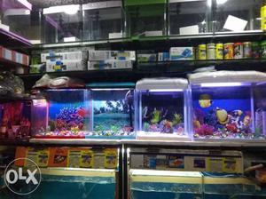 New fish aquarium available shop in sector 22D.in chd