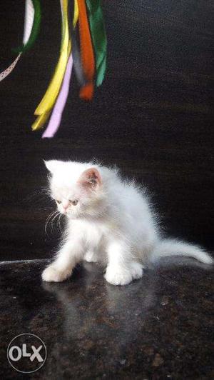 O quite Persian breed for sale CASH ON DELIVERY