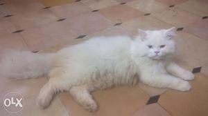 Odd eye's male Persian cat of heavy bone for
