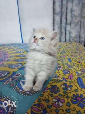 One month male kitten with blue eyes