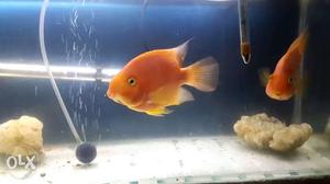 Orange perrot fish