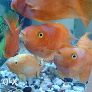 ParrotFish [Blood(6) & Yellow(2)] For Sale- Large Size