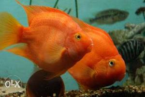 Parrotfish for sale on urent basis