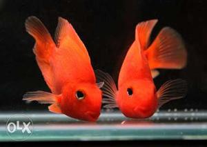 Perrot fishes
