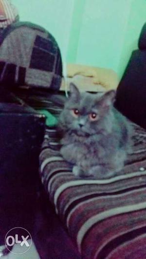 Pershain cat grey helthi age 1.5 year