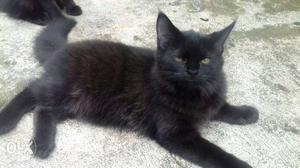 Pershion cat this 2 month baby female