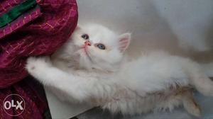 Persian 2 month kittens