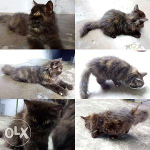 Persian Cat Black female 3 Month Old Long Furr