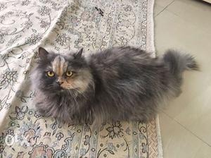Persian Cat In Mysuru