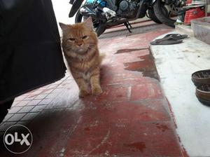 Persian Cat,female,1year old