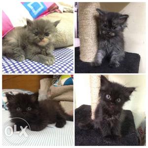 Persian Kittens for sale