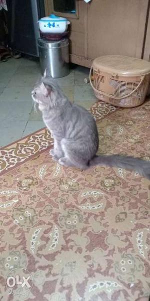 Persian Male greay doll face 1.6 years price