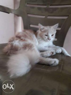 Persian cat 4 month kitten