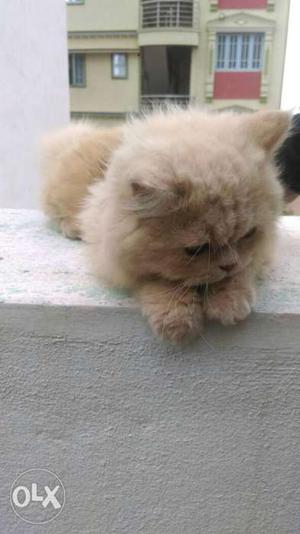 Persian cat-doll faced 5 months (interested