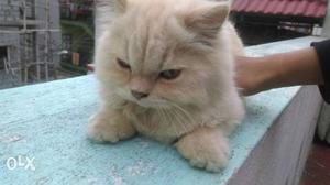 Persian cat- doll faced 5 months (interested