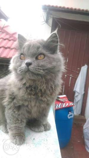 Persian cat- doll faced 5 months(interested