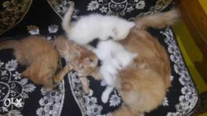 Persian cat is for sale and each cat is 12K