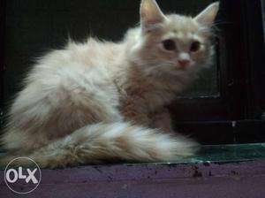 Persian cat kitten 2 month old Female