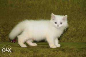 Persian cat kittens available for new home. call