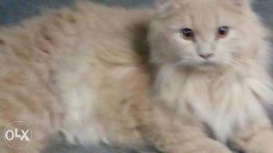 Persian cat with imported blood line very good quality fur