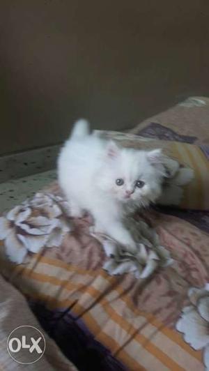 Persian female kitten full white