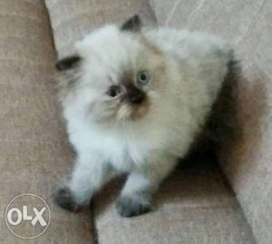 Persian kitten (Himalayan)