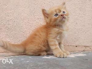 Persian kitten available for sell