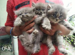 Persian kitten gray color