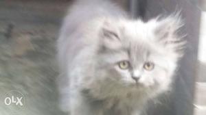 Persian kitten grey colour for sale female