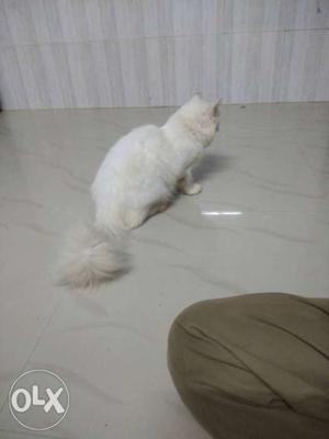 Persian original Long-fur White Cat with dark black eyes