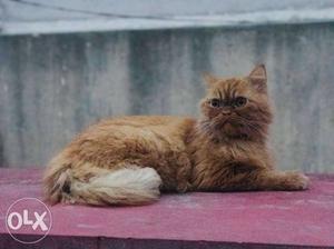 Persian pure breed semipunch male 8 months old