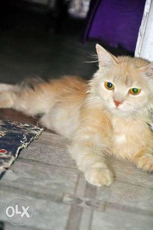 Persion female cat 1year old