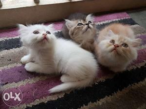 Persion kitten 2 months rs./- each