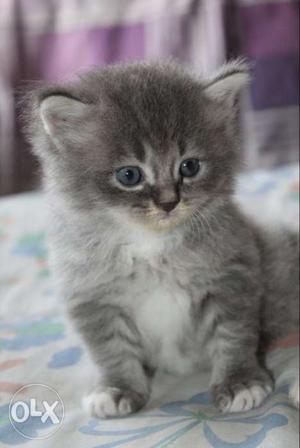 Persion kitten in silver