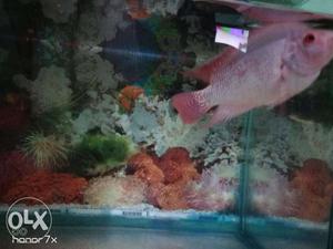 Pink jewel fish... Very active..