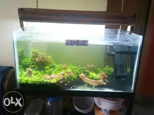 Planted aquarium with red shrimps moter light and