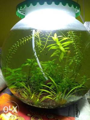 Planted bowl for small fish or shrimp