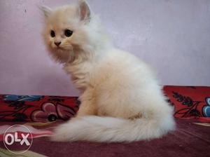 Punch face Female persian cat 45 days old Price