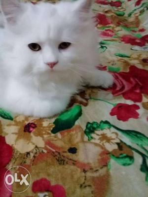 Pure Persian 2-3 month kitten