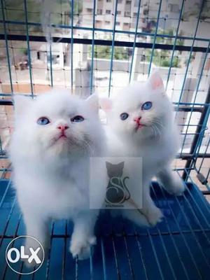 Pure Persian White Kittens Available