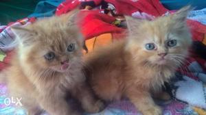 Pure Two Orange Persian and 2 grey Kittens