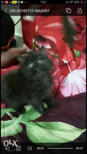Pure black persian kitten is available for sell