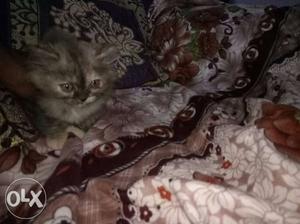 Pure breed female persian kitten.. fix price