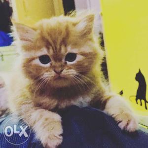 Pure persian kitten 1n half month old