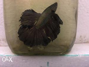 Quality betta males and pairs for sale