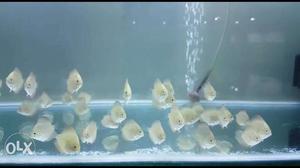 RGD (Red Golden discuss) fish in cheap price,
