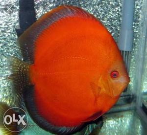 RGD(red golden) discuss fish in cheap price,