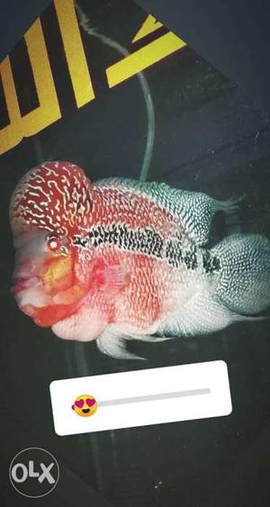 Red And White Flowerhorn Screengrab