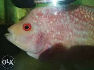 Red Flowerhorn Fish
