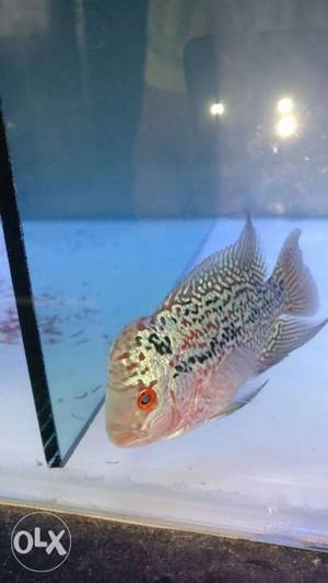 Red magma flowerhorn imported from Thailand 2 inch
